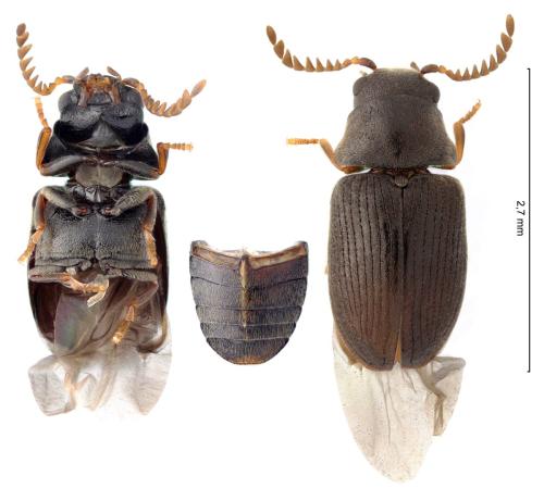 Réf. 349 567 : Xyletinus vaederoeensis